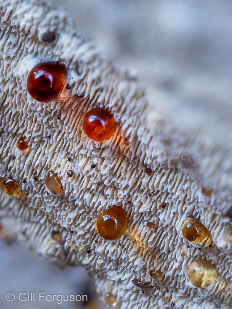 Photo by Gill Ferguson Abortiporus biennis by Gill Ferguson